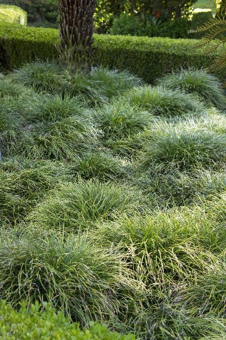 ornamental grass mondo grass ophiopogon japonicus