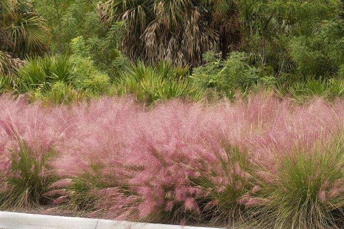 pink muhly ornamental grass muhlenbergia capillaris