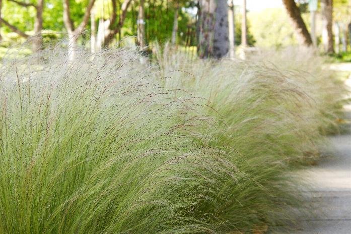 ornamental grass mexican feather grass stipa tenuissima
