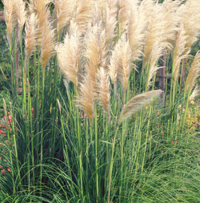 Sterile pampas grass
