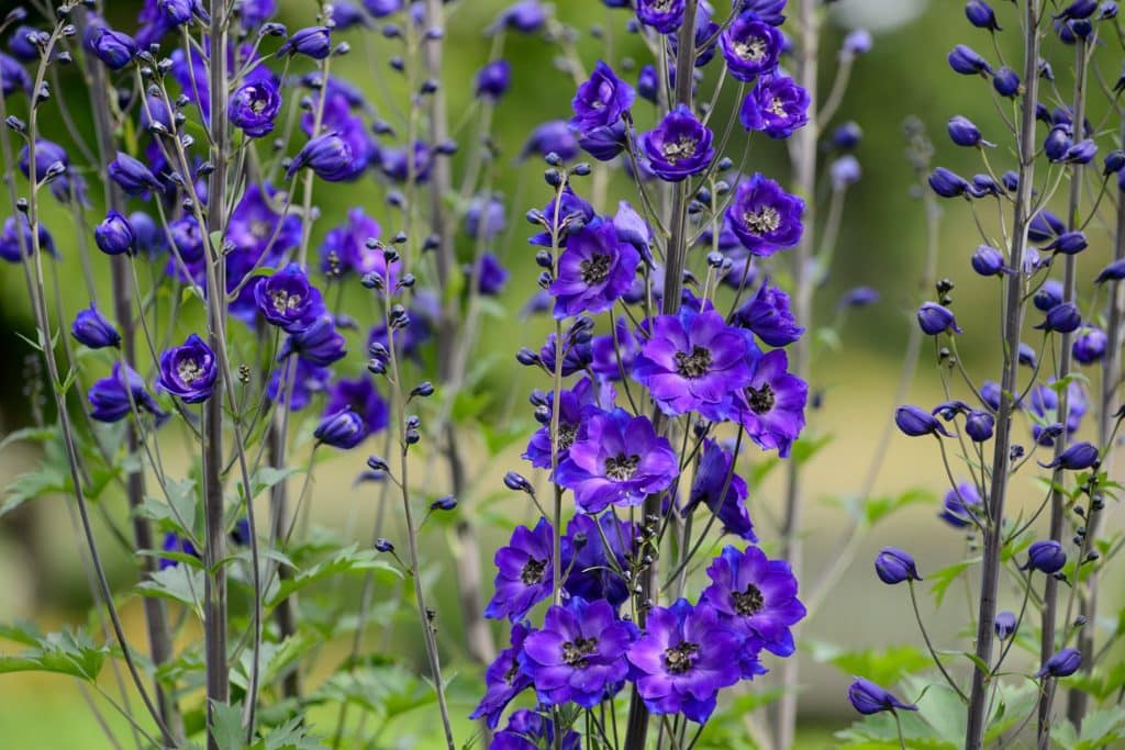 Blue Delphinium flowers