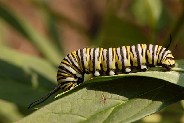 Black, off white, yellow striped caterpillar on leaf.