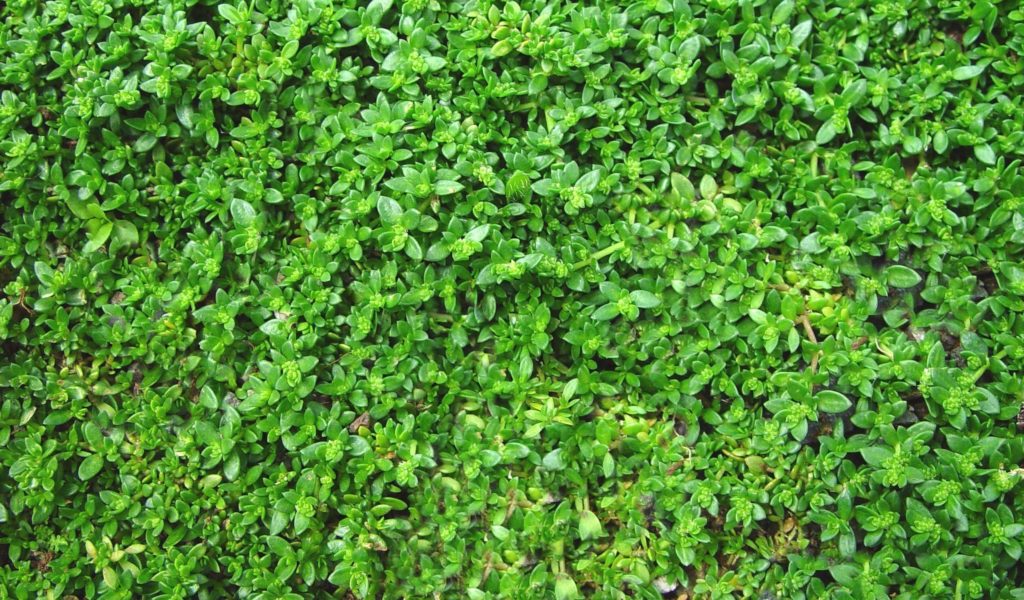 Herniaria Glabra Green ground cover plant