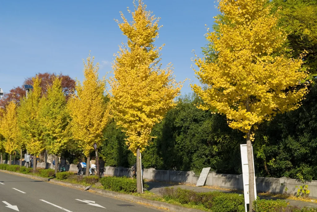 Blooming yellow Princeton sentry ginkgo plant