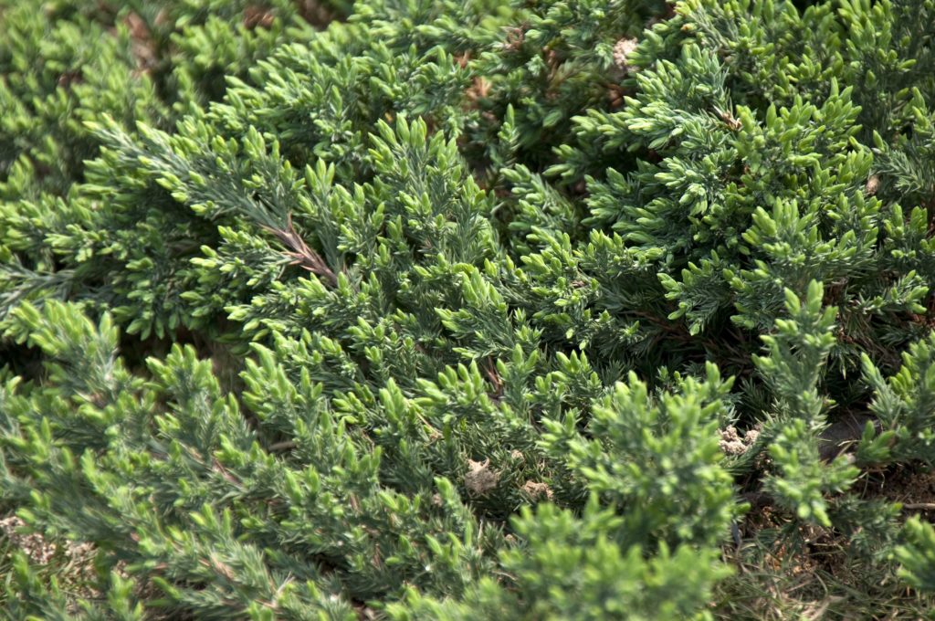 Evergreen Groundcover Plant: Shore juniper