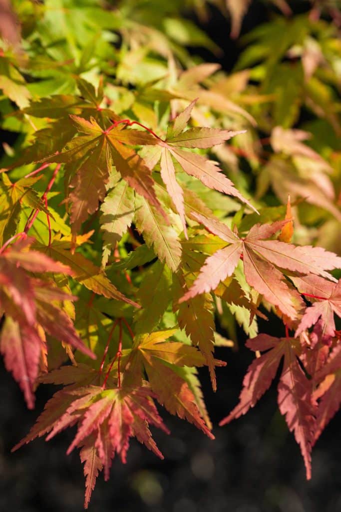 Close up of Japanese Maple leaves turning colors for fall.