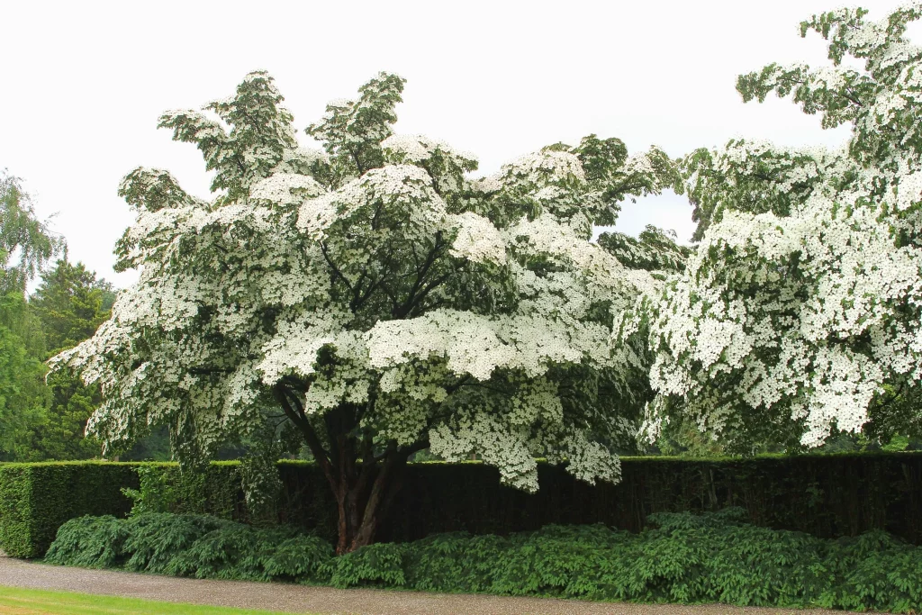 White Flowering Dogwood Tree planted by the walkway