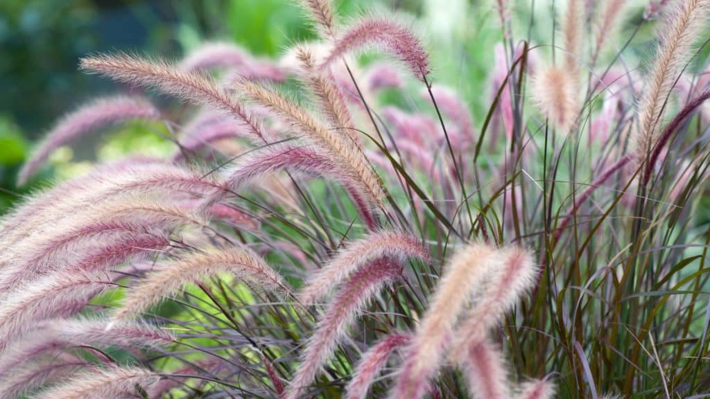 Close up on non invasive ornamental grass