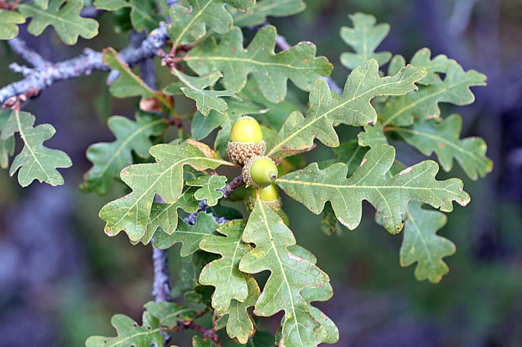 Close up of oak tree leaves and acorns