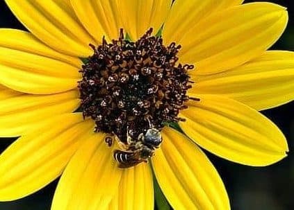 A bee on a sunflower