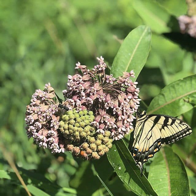 An adult monarch butterfly on milkweed