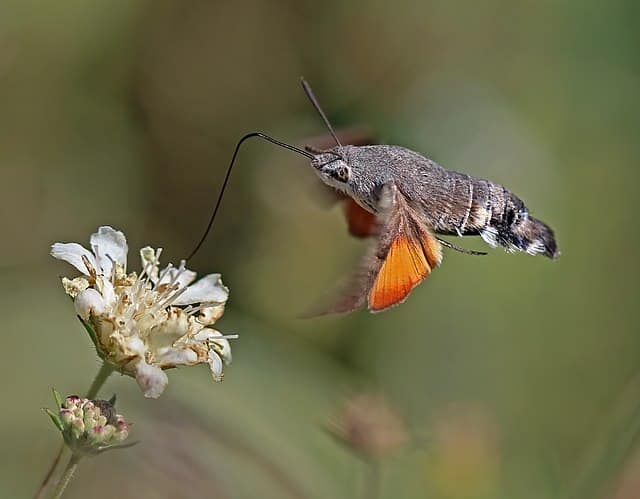 A hawkmoth with a long tongue on a flower