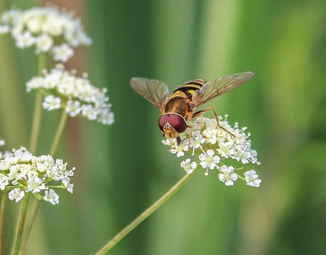 A hoverfly on a flower cluster