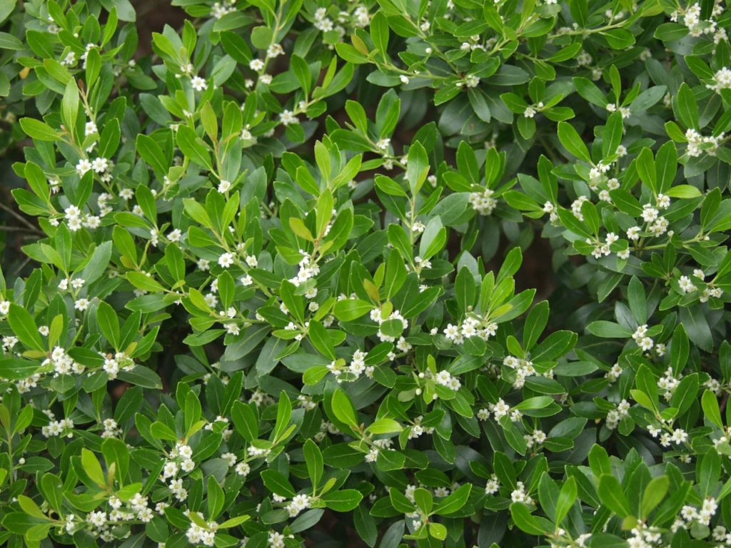 Inkberry closeup with oval leaves and small white flowers