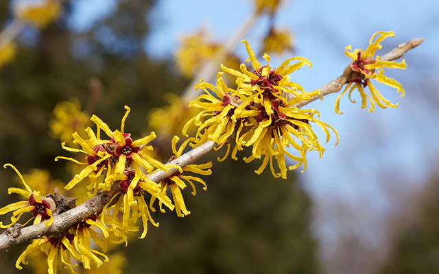 Closeup of Witch Hazel brand that is bare except for showy blooms of red and yellow