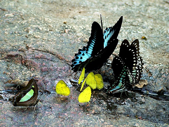 Butterflies puddling in a shallow water source
