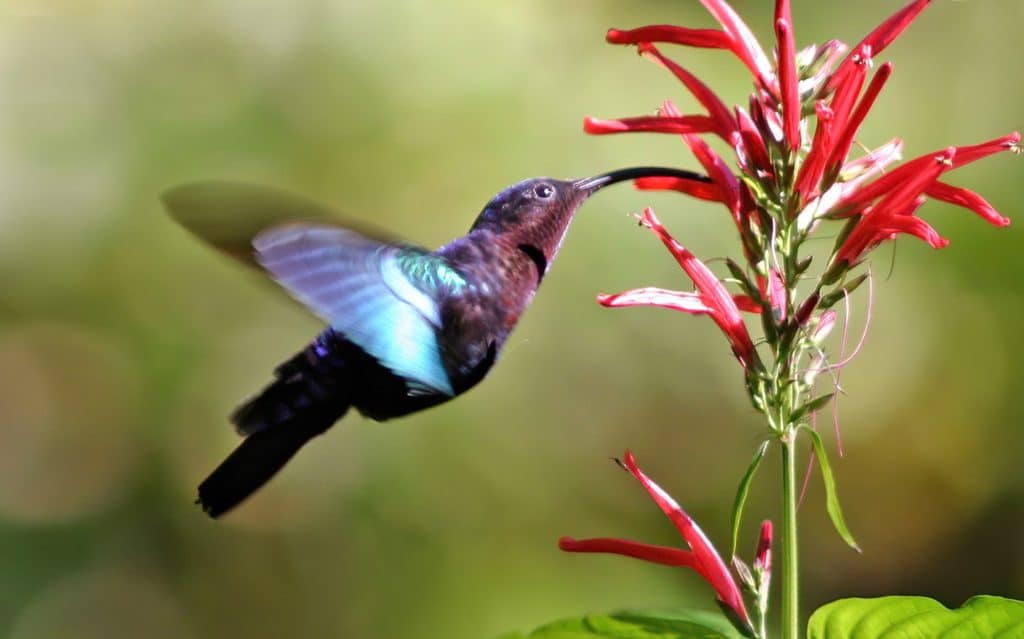 A hummingbird sucking nectar from a tubular flower