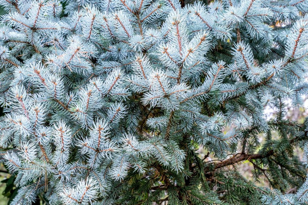 Closeup of Colorado Blue Spruce branches with icy blue needles