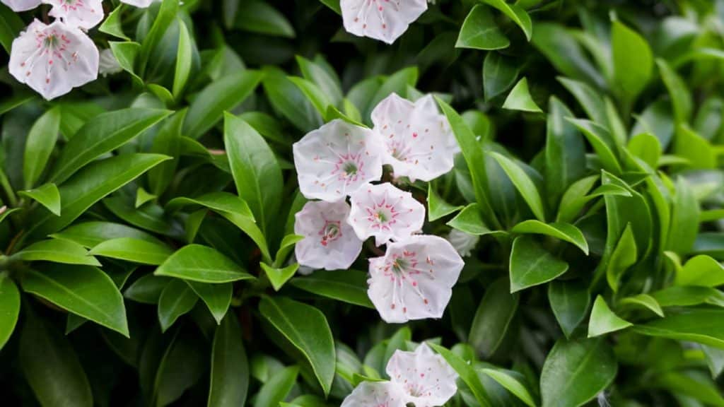 Mountain Laurel closeup with white blooms