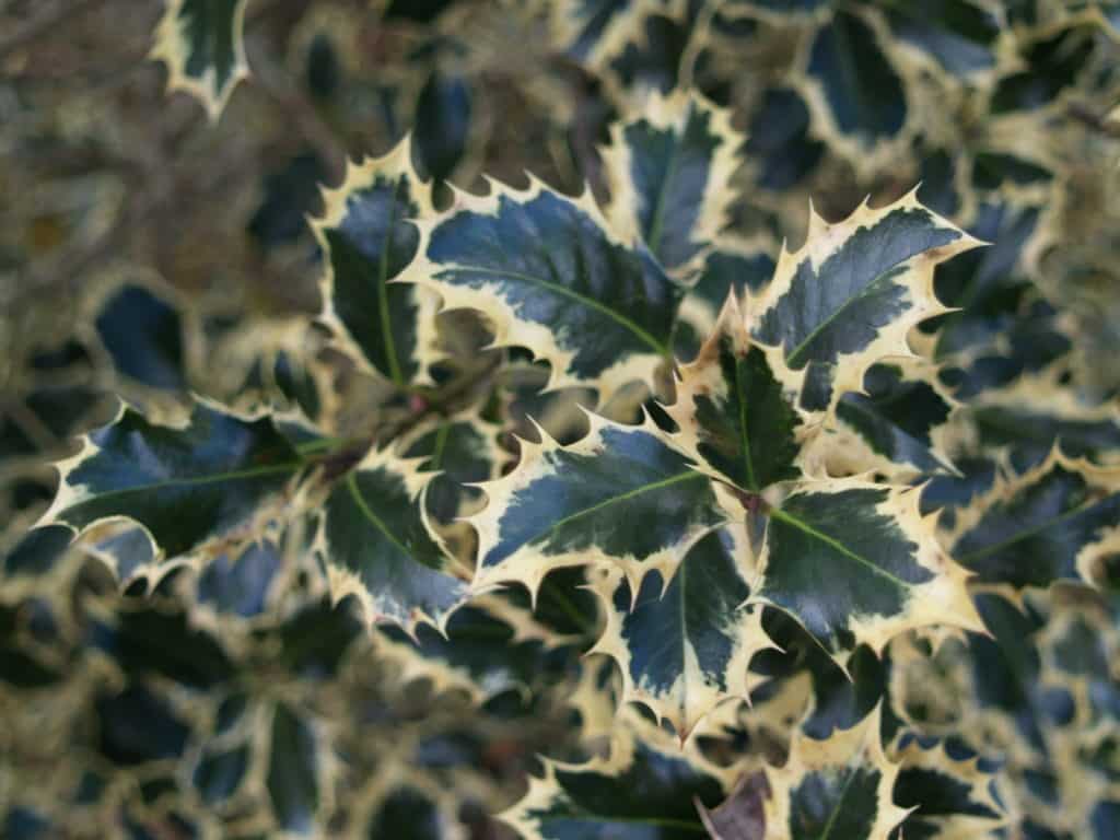 Variegated English Holly leaves that have a pale beige color lining each