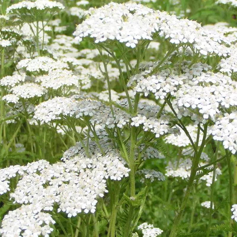 White lacey flowers