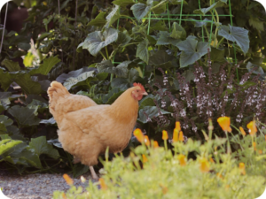 A chicken in a garden with flowers in the foreground.