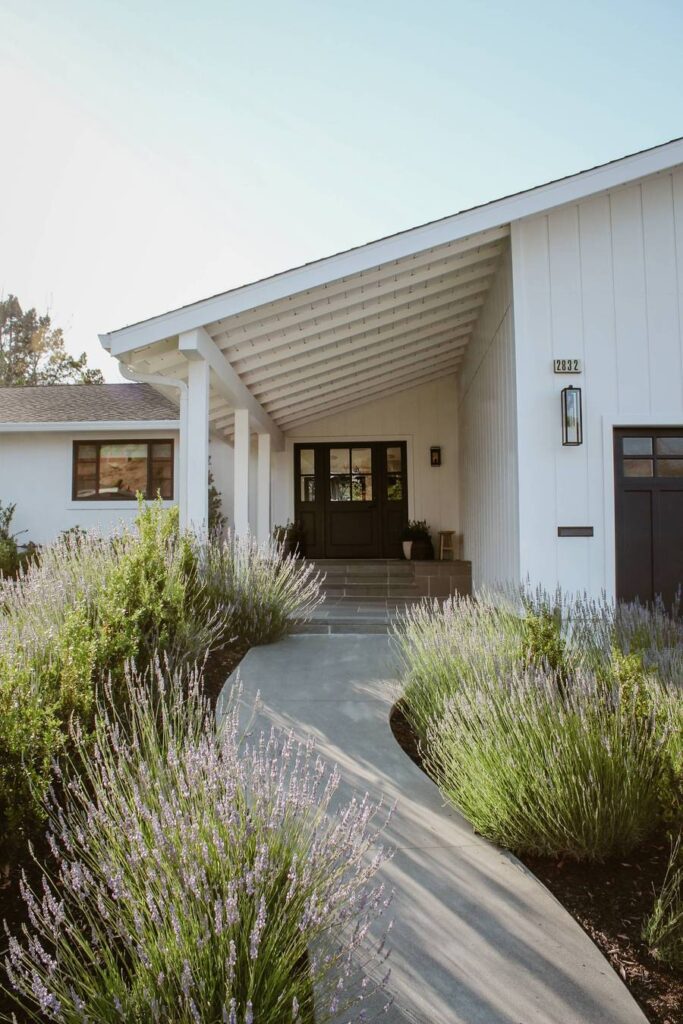 Modern farmhouse style home with front yard walkway flanked by lavender plants