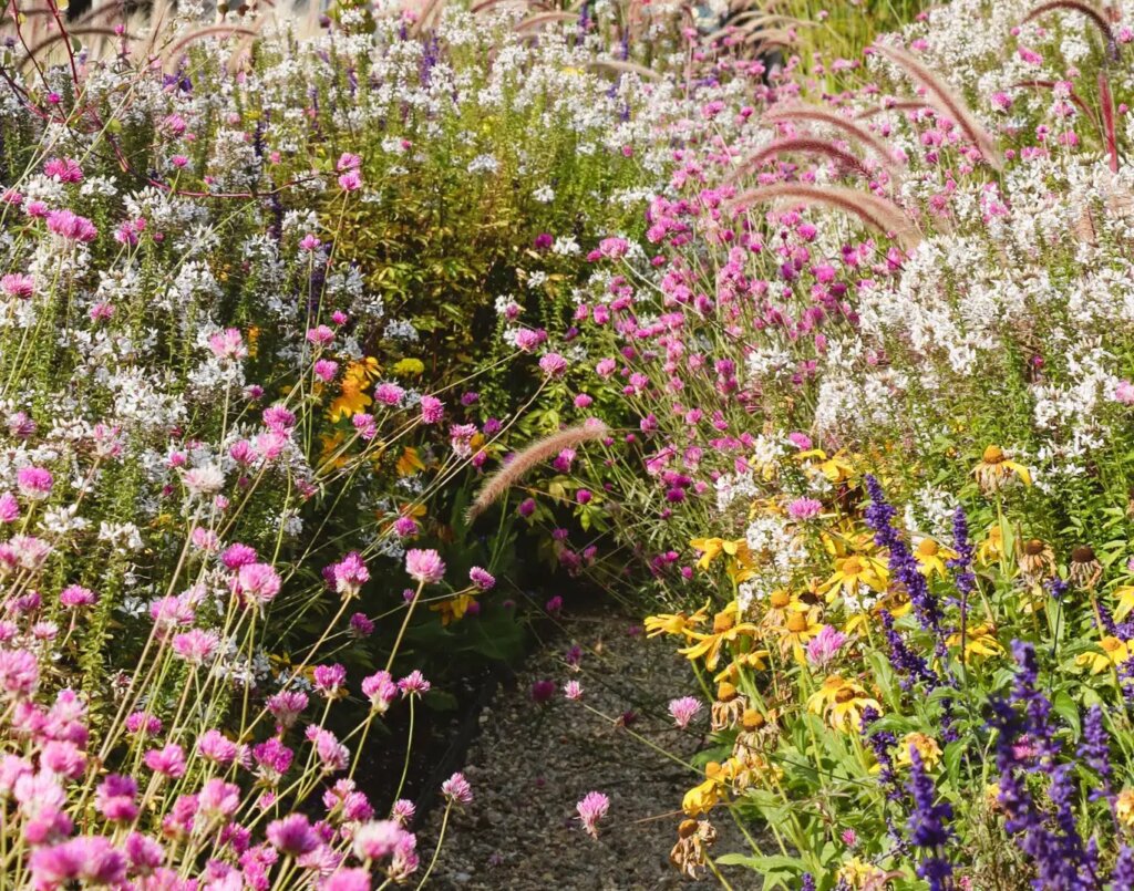 Close up photo of dense wildflowers growing in a residential landscape