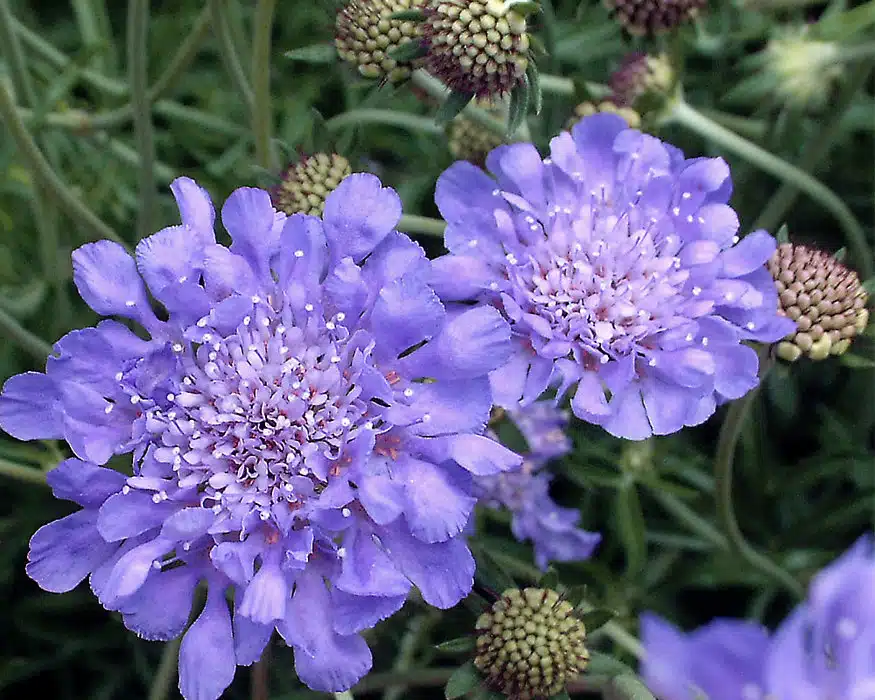 Frilly purple flowers