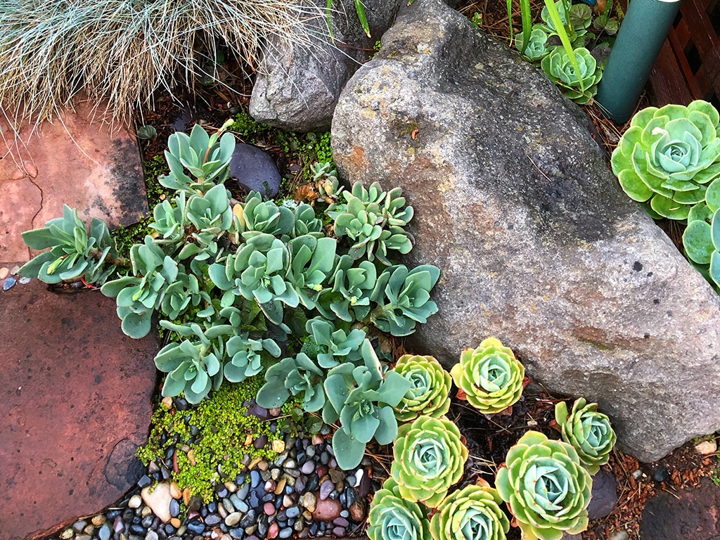 Low water plants growing around rocks