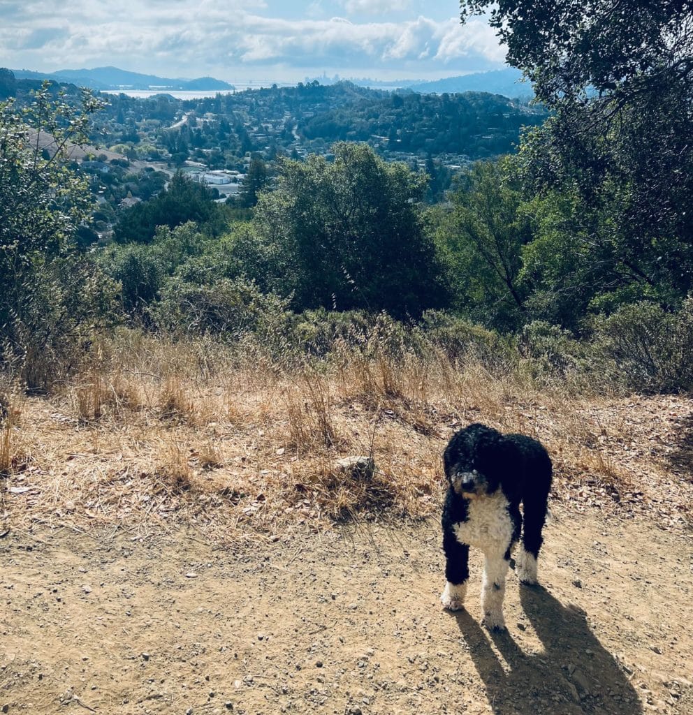 Black and white dog on nature path overlooking Bay Area landscape