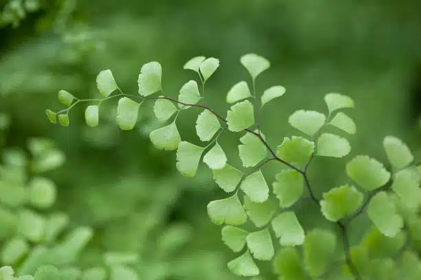 close up photo of a small leafed green plant