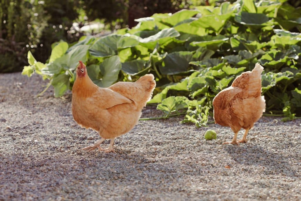 Two light orange chickens in backyard garden