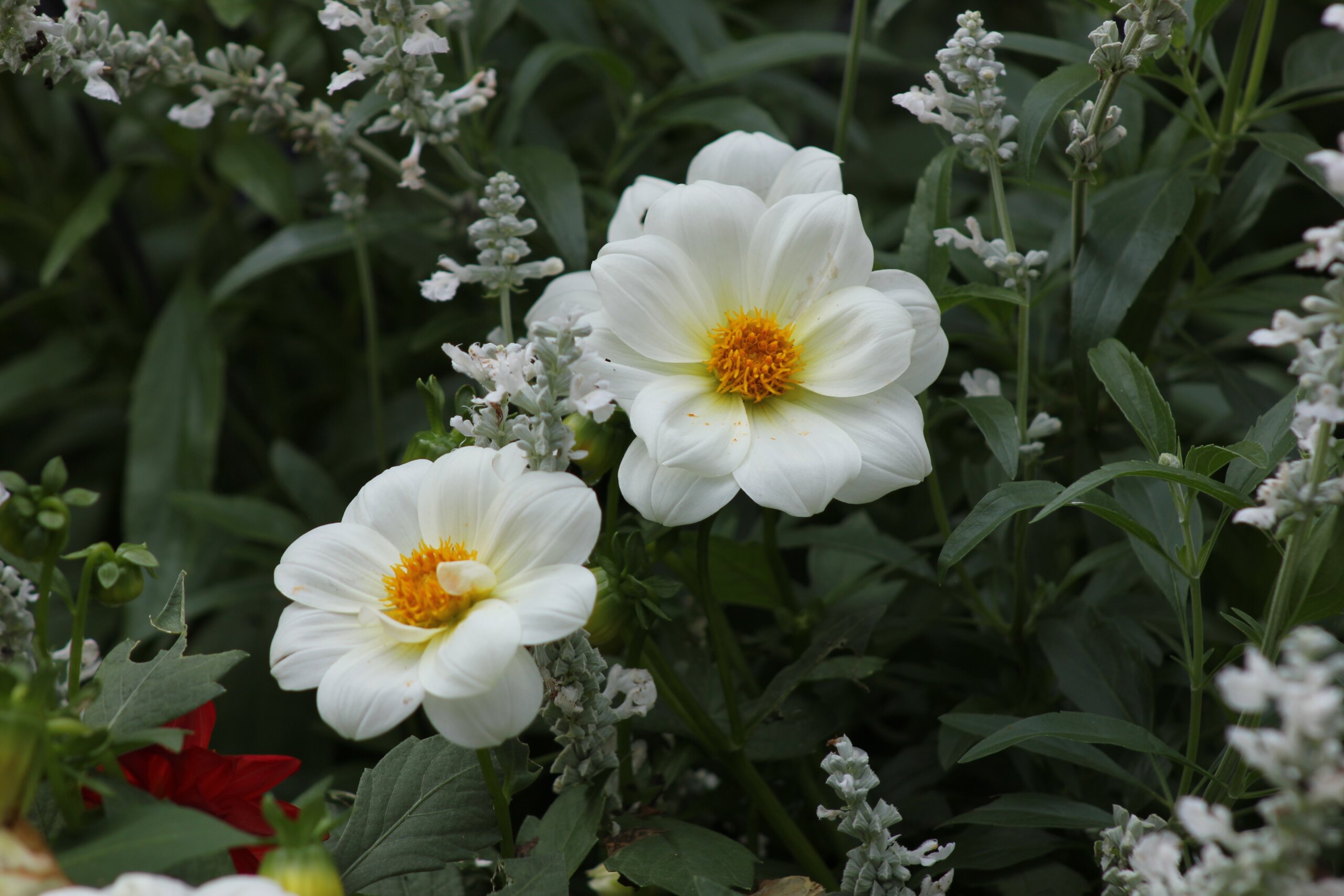 White flowers in garden