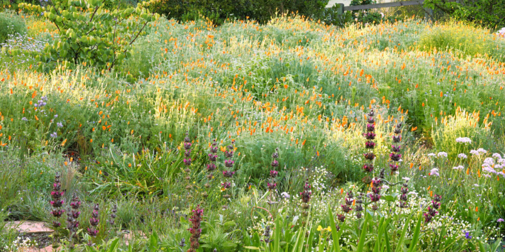Meadow full of orange, yellow and purple blooms