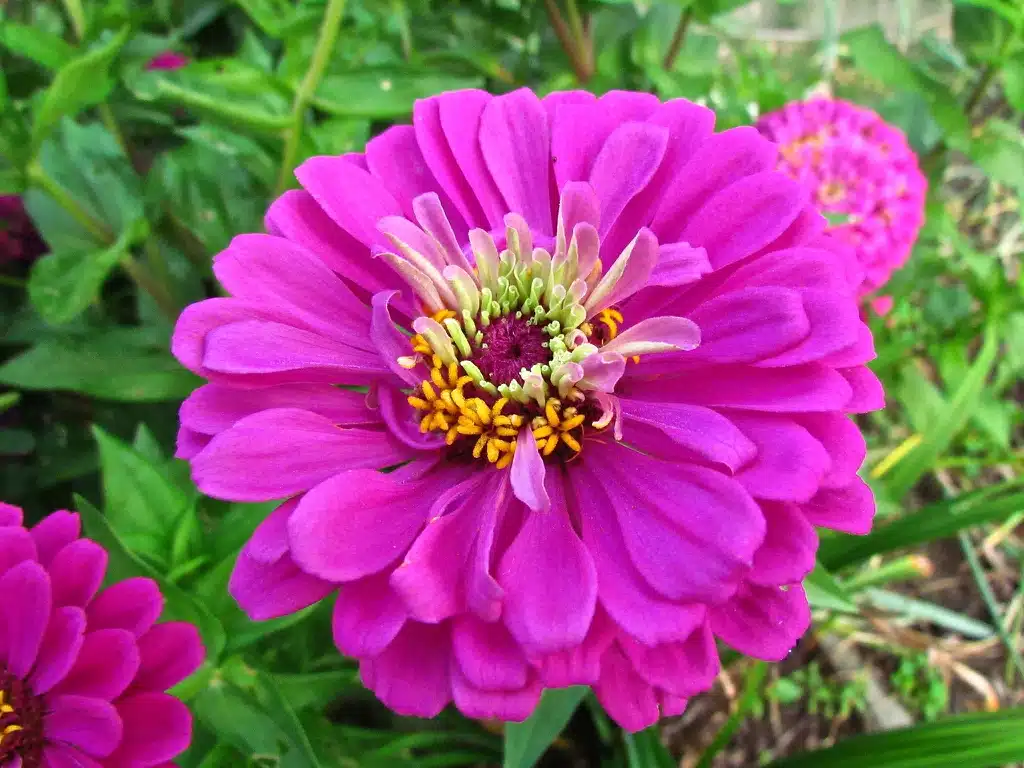 A closeup of a magenta flower